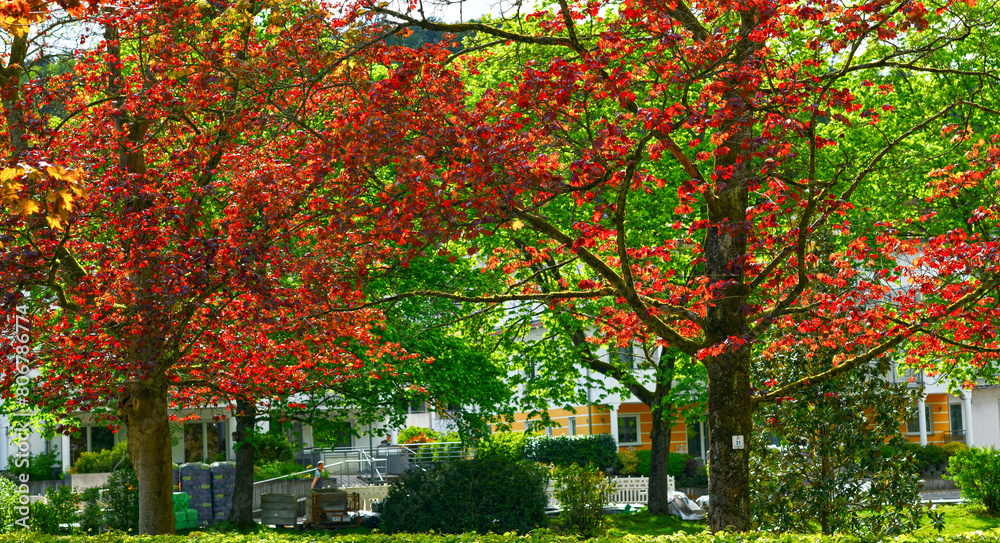 Naklejka premium Blutbuche (Fagus sylvatica f. purpurea) im Kurpark von Bad Orb (Hessen)
