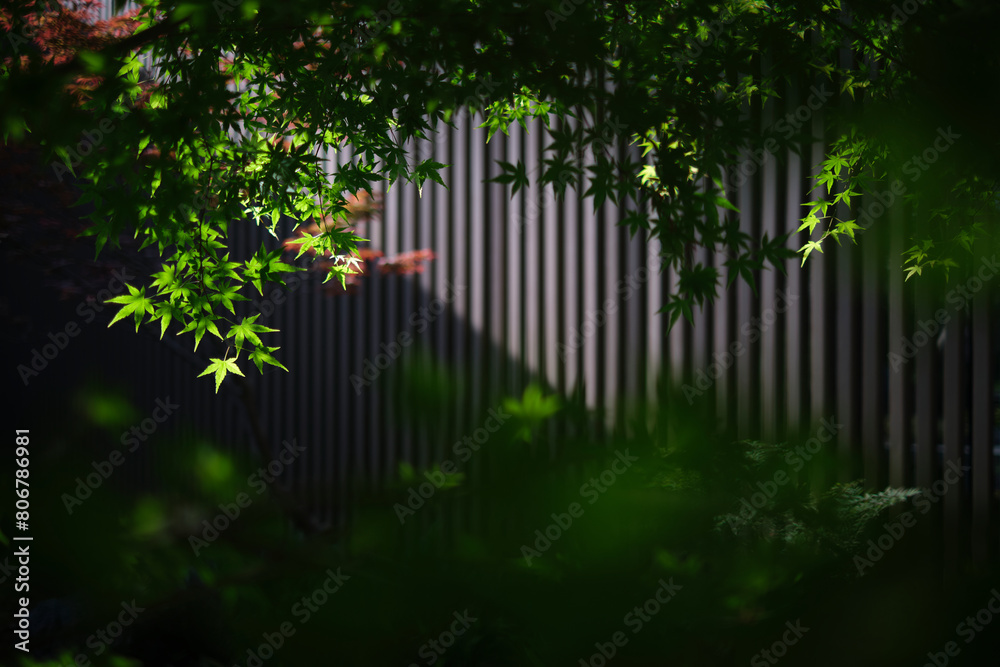 rain in the forest