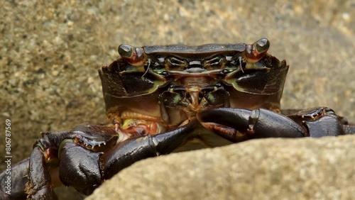 Close-up footage of crab, a marine invertebrate.