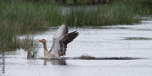 Photography Oie cendrée  - Anser anser -  Anatidae -  Anserinae.
