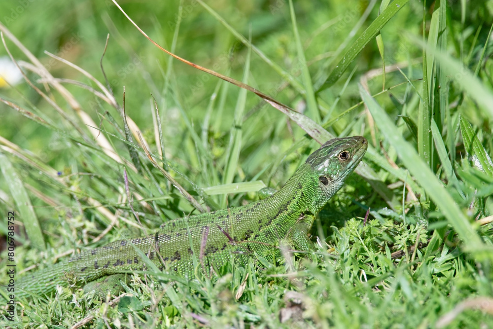 Fototapeta premium Lézard vert - Lacerta bilineata - sauriens -Lacertidae occidental - Lézard à deux bandes - Lézard à deux raies