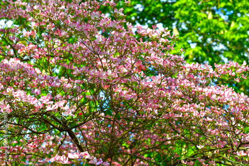 Wallpaper Mural Blüten-Hartriegel im Kurpark von Bad Orb Torontodigital.ca