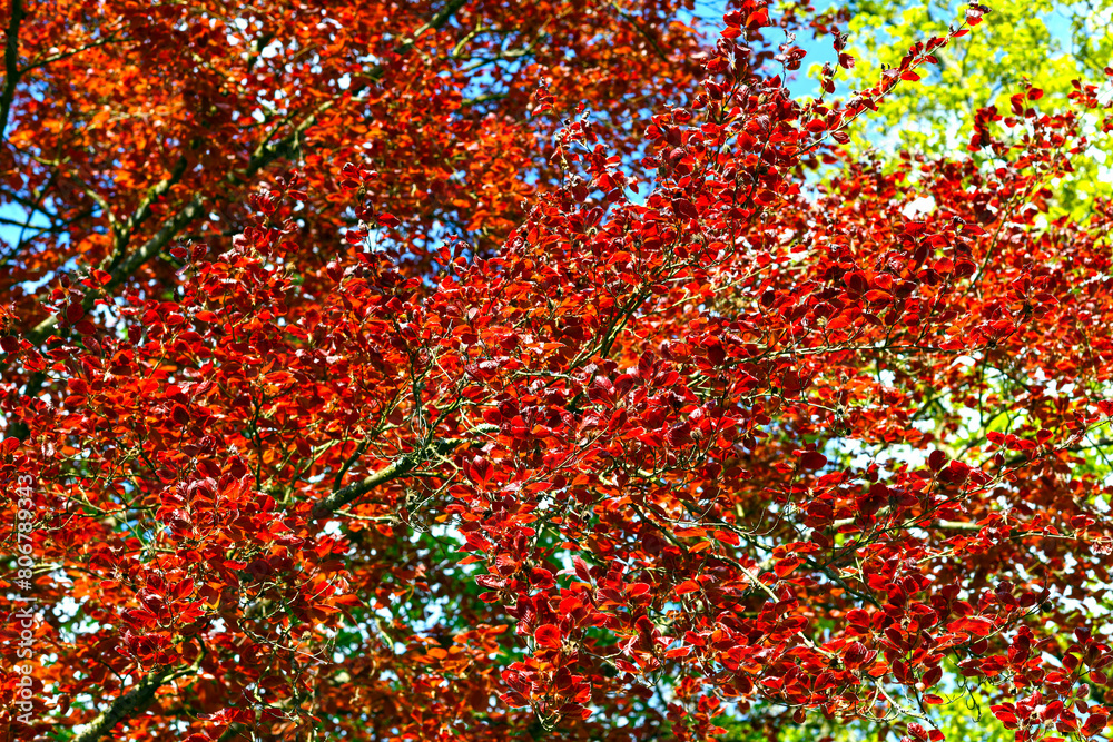 Blutbuche (Fagus sylvatica f. purpurea) im Kurpark von Bad Orb (Hessen) Blutbuche (Fagus sylvatica f. purpurea) im Kurpark von Bad Orb (Hessen)