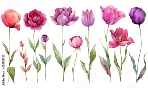 Floral roses and tulips elements set. Watercolor botanical illustration  Generative AI 