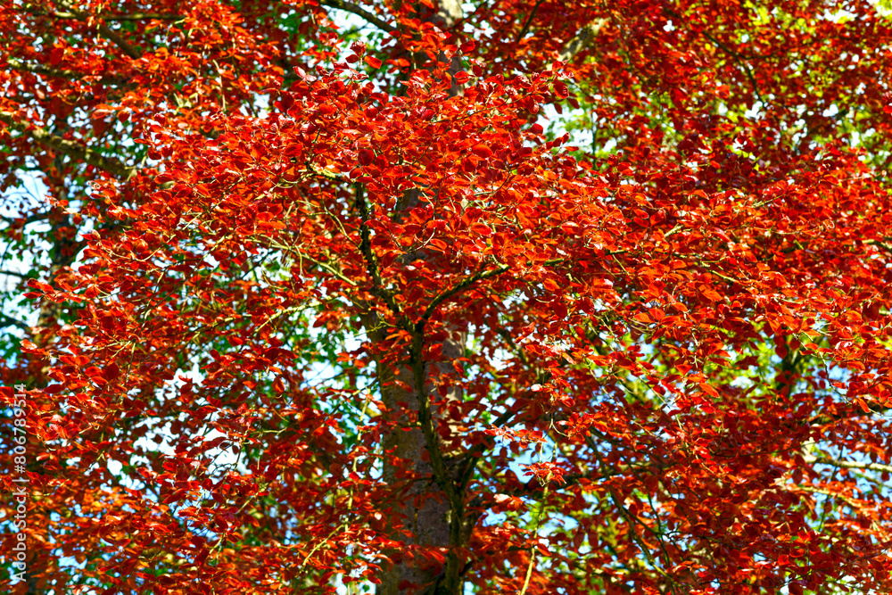 Fototapeta premium Blutbuche (Fagus sylvatica f. purpurea) im Kurpark von Bad Orb (Hessen)
