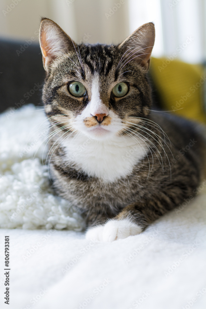 Tabby cat is resting on the couch in the house and is disturbed by his owner who comes to take a photo of him