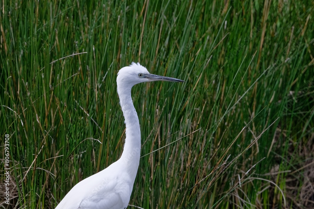 Aigrette garzette - Egretta garzetta - oiseaux - Ardeidae Aigrette garzette - Egretta garzetta - oiseaux - Ardeidae