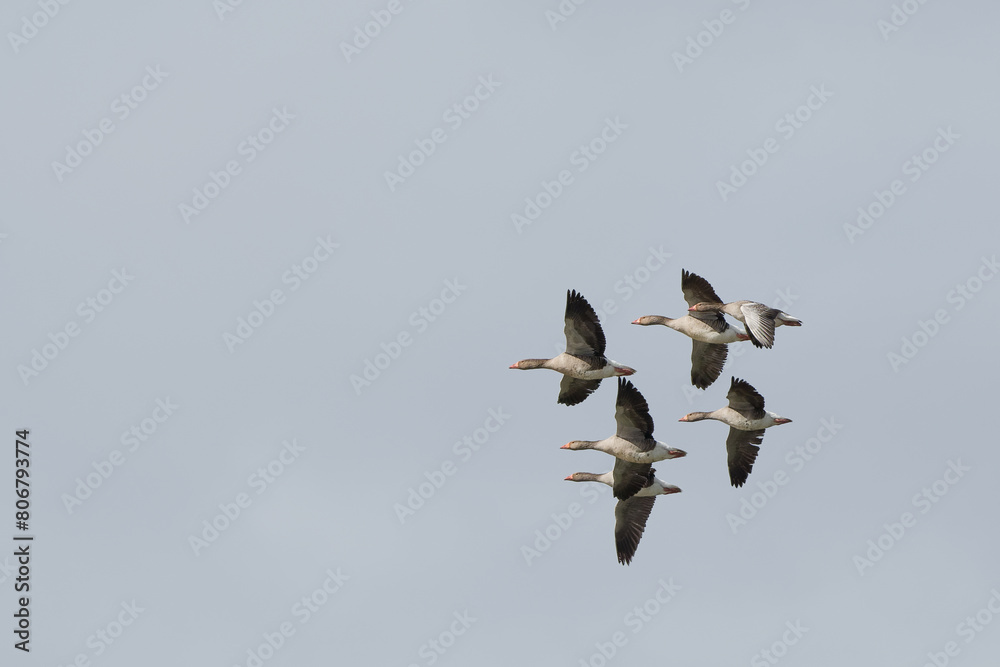 Oie cendrée - Anser anser - Anatidae - Anserinae. Oie cendrée - Anser anser - Anatidae - Anserinae.