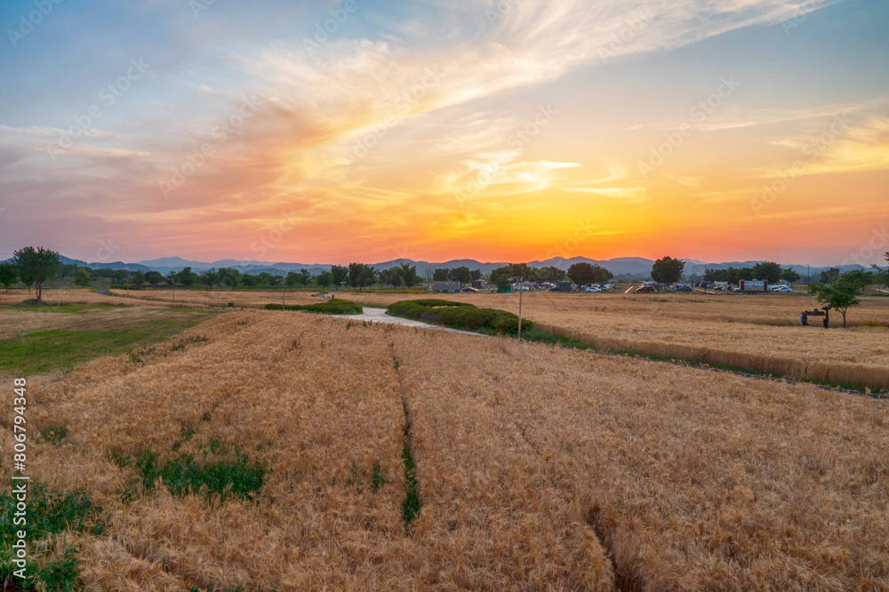 aero drone view. Green Barley Field Scenery of Nakdonggang River in Korea.