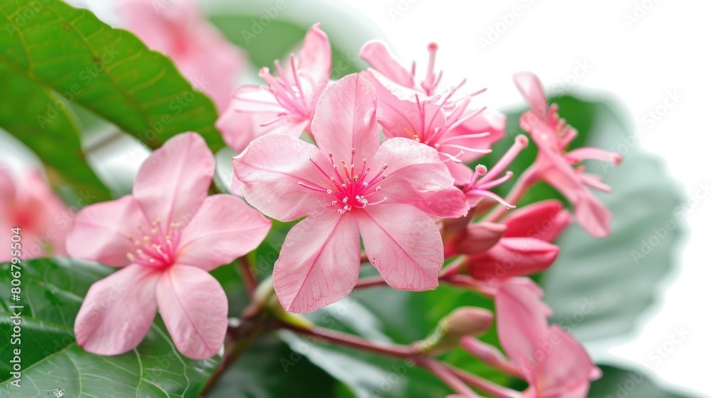 Bush Flowers. Beautiful Pink Flowers in Tropical Garden with Green Background