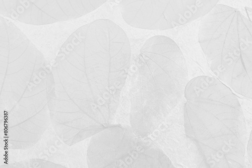 Abstract white paper with leaves texture background, white paper and greay pattern background photo