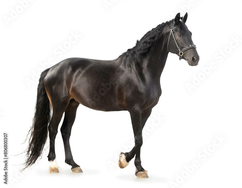 schwarzes Pferd auf vier beinen isoliert auf weißen Hintergrund, Freisteller 