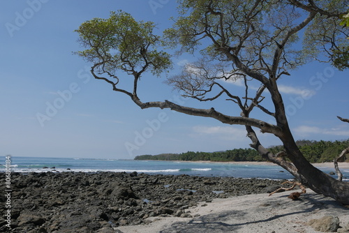 Tropischer Baum mit knorrigen Ästen am Strand an der Küste von Montezuma auf der Halbinsel Nicoya bei Puntaremas in Costa Rica  © Falko Göthel