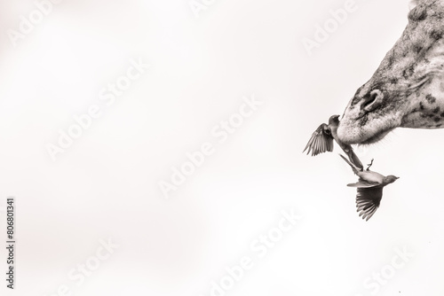 birds on a giraffe photo