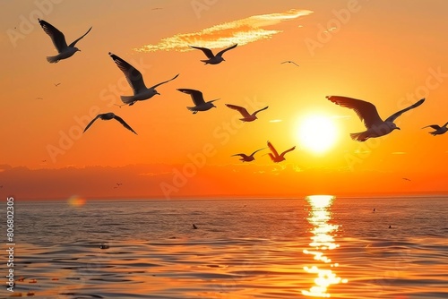 A flock of seagulls wheeling and diving over the ocean  silhouetted against a dramatic sunset