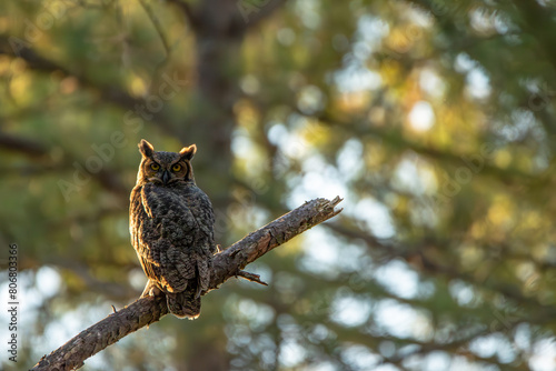 great horned owl