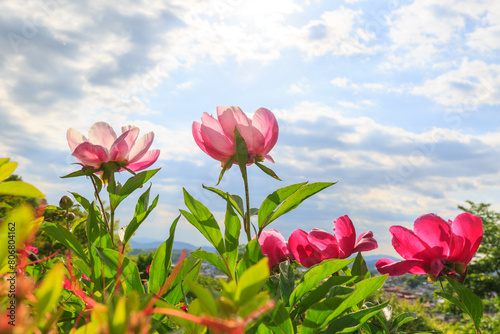 Fototapeta Naklejka Na Ścianę i Meble -  Spring scenery of riverside fields full of various peony flowers of red, pink, orange, and white. Peony flower scenery of Hambak Park, Sancheong, South Korea.