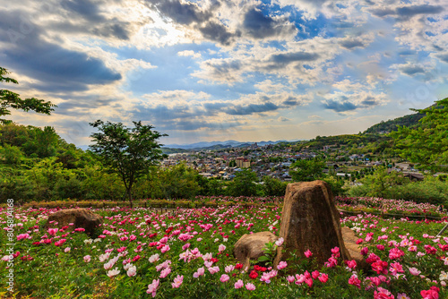 Spring scenery of riverside fields full of various peony flowers of red, pink, orange, and white. Peony flower scenery of Hambak Park, Sancheong, South Korea. photo
