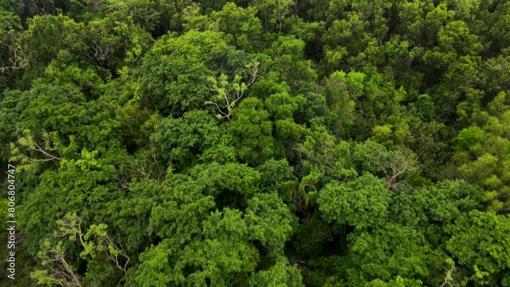 Low aerial flyover green treetops in dense natural rainforest, climate concept Low aerial flyover green treetops in dense natural rainforest, climate concept
