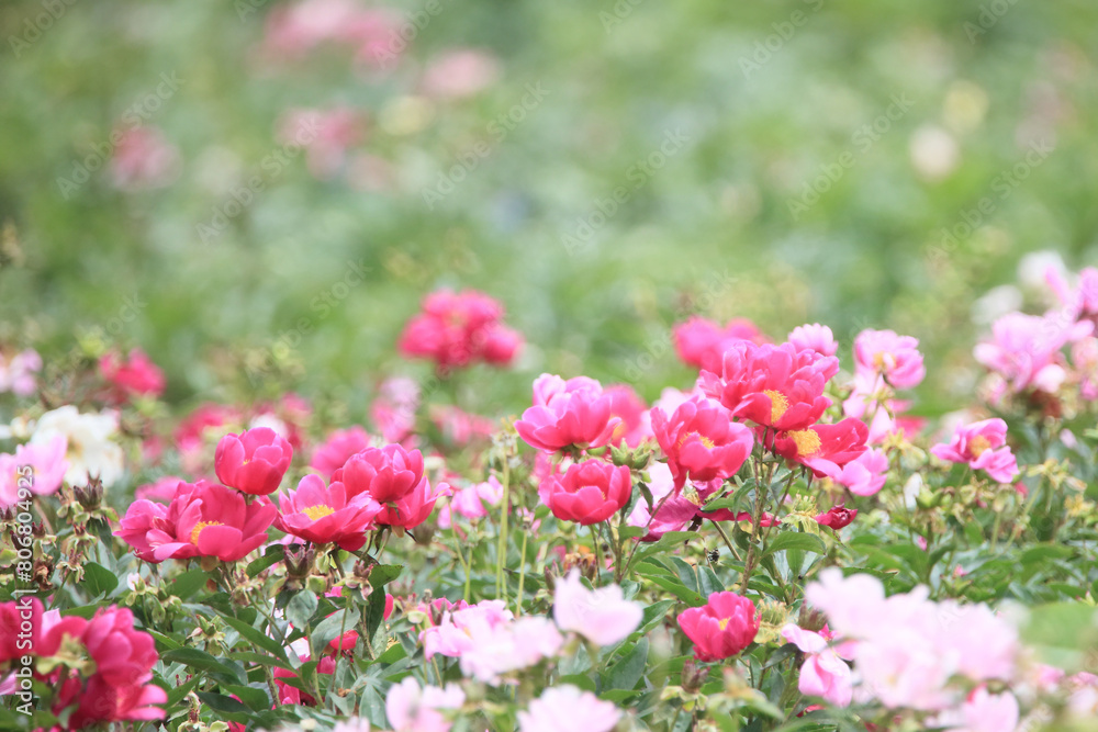 Spring scenery of riverside fields full of various peony flowers of red, pink, orange, and white. Peony flower scenery of Hambak Park, Sancheong, South Korea. Spring scenery of riverside fields full of various peony flowers of red, pink, orange, and white. Peony flower scenery of Hambak Park, Sancheong, South Korea.