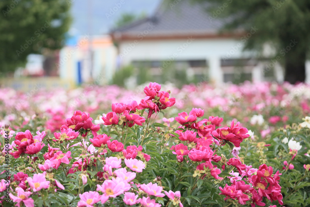 Spring scenery of riverside fields full of various peony flowers of red, pink, orange, and white. Peony flower scenery of Hambak Park, Sancheong, South Korea. Spring scenery of riverside fields full of various peony flowers of red, pink, orange, and white. Peony flower scenery of Hambak Park, Sancheong, South Korea.