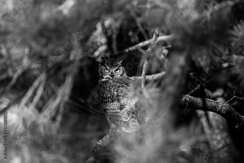 owl in a tree