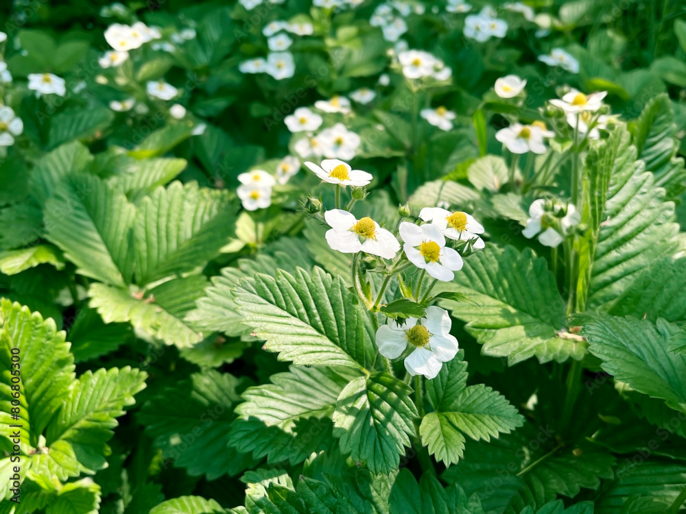White flowers of forest strawberries bloom on the lawn White flowers of forest strawberries bloom on the lawn