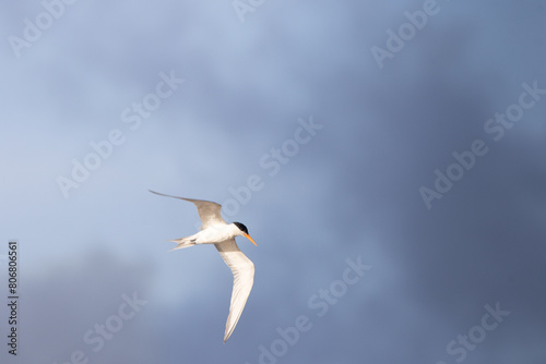 tern in flight