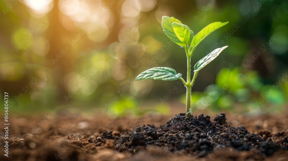 A new life begins. Tiny green shoots reach for the sun. A new life begins. Tiny green shoots reach for the sun.