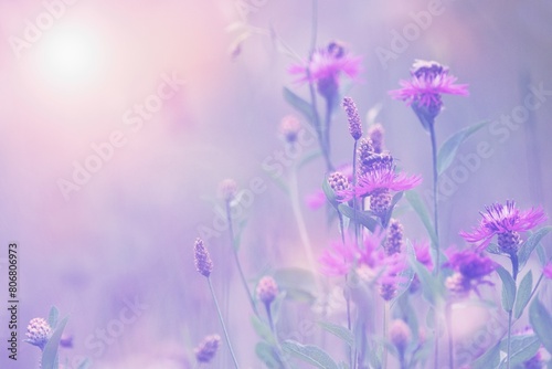 Abstract  summer lilac floral background  wild  cornflowers and sunlight.