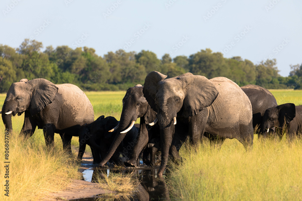 A Herd of african elephants walks in the savanna looking for food surrounded by green vegetation during the rainy season. Chobe National Park, Botswana, Africa A Herd of african elephants walks in the savanna looking for food surrounded by green vegetation during the rainy season. Chobe National Park, Botswana, Africa