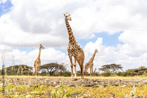 giraffes in the wild
