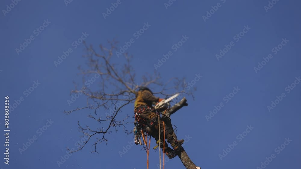 Arborist tree surgeon cutting and trimming tree branches with chainsaw, lumberjack woodcutter in uniform climbing and working on heights, process of tree trunk pruning and sawing on top in sunny day Arborist tree surgeon cutting and trimming tree branches with chainsaw, lumberjack woodcutter in uniform climbing and working on heights, process of tree trunk pruning and sawing on top in sunny day