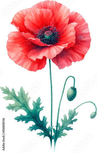 Amazing poppy flower isolated on transparent background. Cut out, close-up.