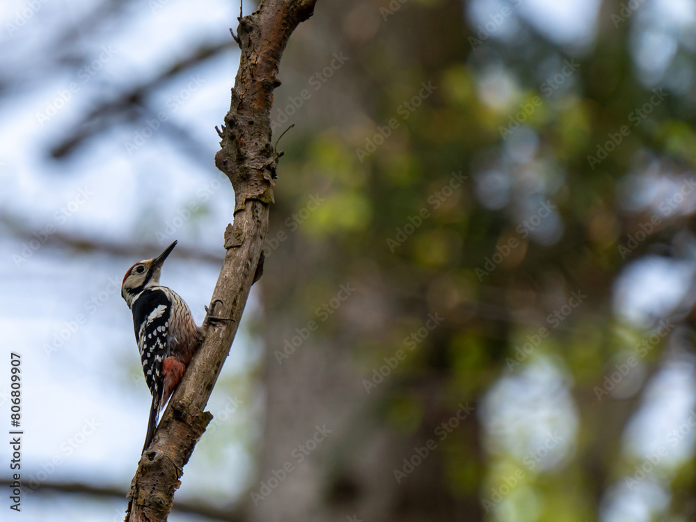 white backed woodpecker on the tree, spring white backed woodpecker on the tree, spring
