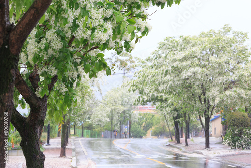 white Fringe flower under blue sky and the sunlight. Korean white Fringe trees along the street. snow flower, photo