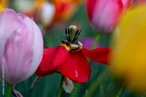 April 15th 2024: macro closeup photo shoot of tulip in full bloom during spring season #806810973