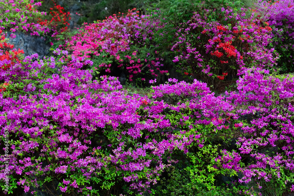 Orange azalea flowers bush,background with orange azalea,royal azalea,beautiful colorful flowers blooming in nature Orange azalea flowers bush,background with orange azalea,royal azalea,beautiful colorful flowers blooming in nature