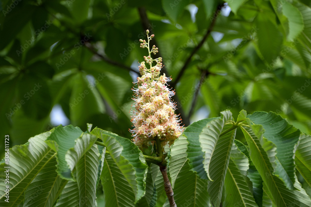 Naklejka premium トチノキの花