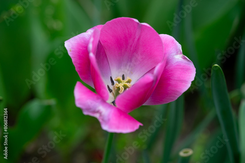 April 15th 2024: macro closeup photo shoot of tulip in full bloom during spring season
