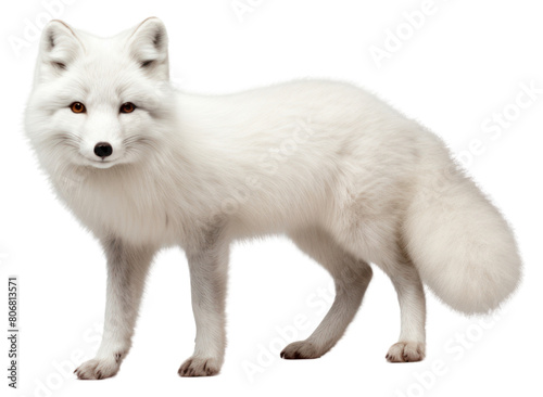 PNG Arctic fox wildlife mammal animal.