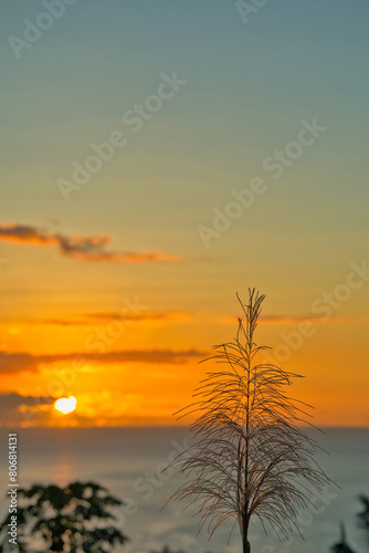 Golden color sunset over the beach of beau vallon  behind a sugarcane flower  Mahe Seychelles
