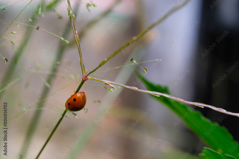 Lady bug is walking in a weed. Close up photo of red lady bug living in the wild. Graphic Resources. Animal Themes. Animal Closeup. Macrophotography