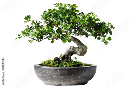 little bonsai plant tree isolated on white or transparent png
