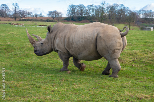 Photograph of a Rhino walking around at a safari park in England