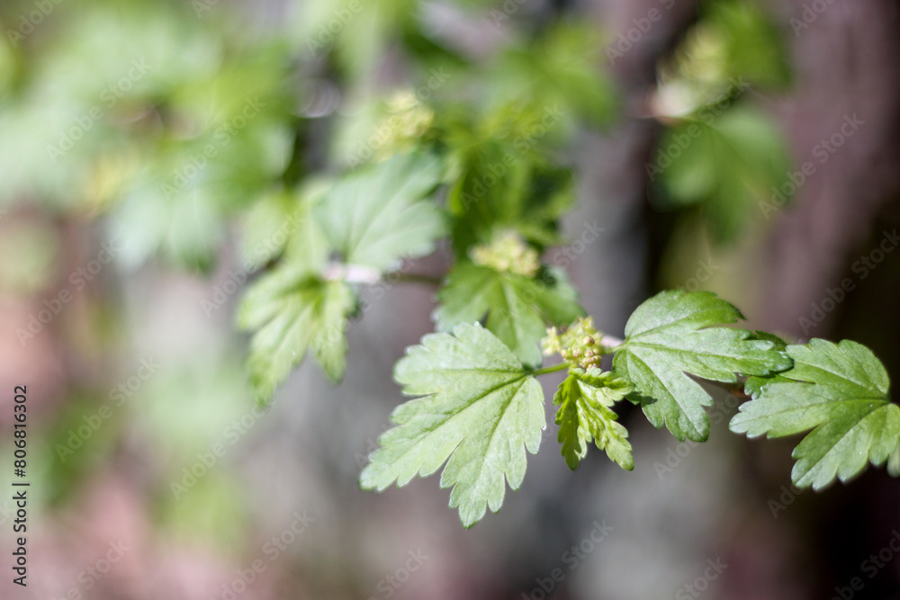 green leaves with small flowers on the tree
green leaves with small flowers on the tree