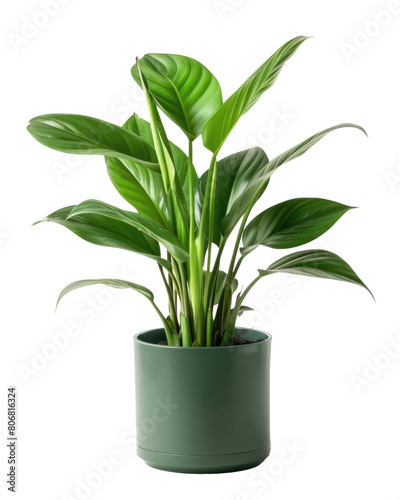 tropical plant in a pot isolated