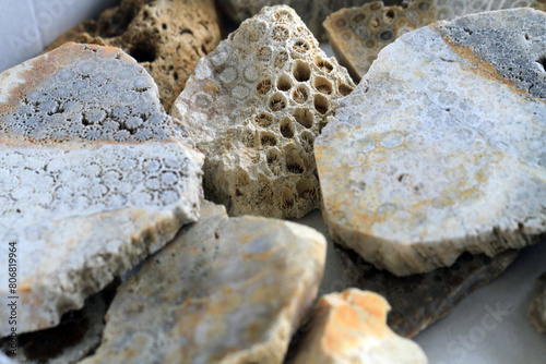 coral fossil collection