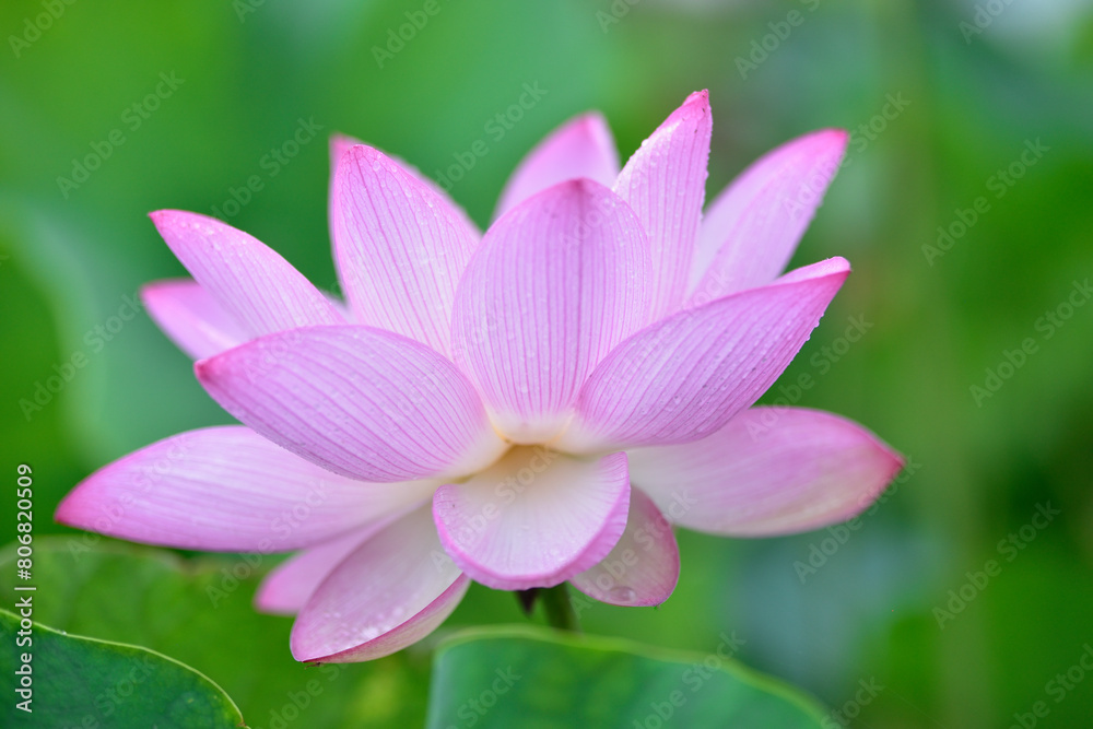 雨に濡れたハスの花