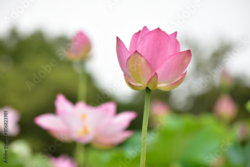 雨に濡れたハスの花